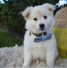 k dispozici pokorn� �t��ata eskim�ck�ch ps�