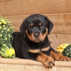 �t��ata rotvajler� jsou p�ipravena na nov� rodiny ..