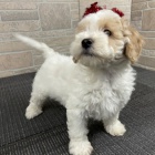 �t��ata bichon poo na prodej