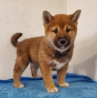 �t��ata Shiba Inu jsou p�ipravena na nov� rodiny.