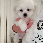 Ohromuj�c� malt�tina