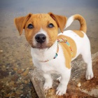 �t��ata Jack Russell teri�ra k adopci