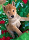 �t��ata shiba inu