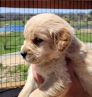 roztomil� zlat� retr�vr �t��ata