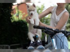 �t�n� sibi�sk�ho husky - foto