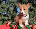 Pembroke Welsh Corgi, �t��ata