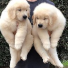 �t��ata labradorsk�ho teri�ra k adopci