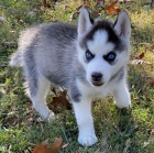 kr�sn� sibi�sk� husky na prodej