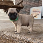 Kr�sn� zdrav� o�kovan� �t��ata mops� na prodej