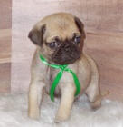 b�ov� mops �t��ata na prodej