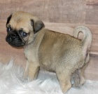 b�ov� mops �t��ata na prodej