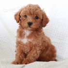 Trpasli�� mu� a �ena pudl� �t��ata na prodej.