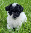 Trpasl�k pudl� �t��ata na prodej.