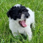 Trpasl�k pudl� �t��ata na prodej.