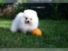 N�meck� �pic trpasli�� / pomeranian s PP