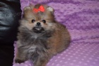 Pomeranian �t��ata k adopci
