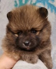 Pomeranian �t��ata k adopci