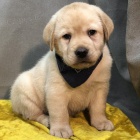 kr�sn� �t��ata labradorsk�ho retr�vra na prodej.