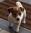 Jack Russell teri�r �t��ata k adopci