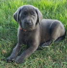 kr�sn� mu� a �ena �t��ata labradorsk�ho retr�vra na prodej.