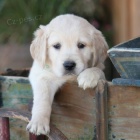 Dob�e tr�novan� �t��ata zlat�ho retr�vra na prodej.