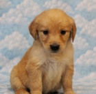 ��asn� �t��ata zlat�ho retr�vra na prodej.