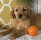 �t��ata zlat�ho retr�vra na prodej.