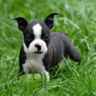 hygienicky a soci�ln� vycvi�en� �t��ata bostonsk�ho teri�ra na prodej