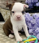 bostonsk�ho teri�ra na prodej