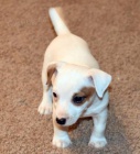 roztomil� �t���tka jack russell teri�ra na prodej.