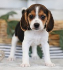 trikolorn� samec a samice �t��ata beagle na prodej.