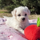 Bichon frize �t��ata na prodej.