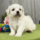 roztomil� �t���tka Bichon frize na prodej.