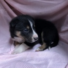 roztomil� �t���tka border kolie na prodej