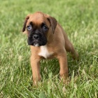 na prodej o�kovan� a od�erven� �t��ata boxer�