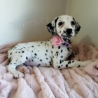 Kr�sn� dalmatsk� �t���tka na prodej