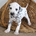 Dalmatsk� �t���tka na prodej..