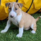 bulteri�ra na prodej.