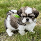 na prodej o�kovan� a od�erven� �t��ata SHIH TZU