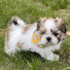 na prodej o�kovan� a od�erven� �t��ata SHIH TZU