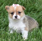 and�lsk� Pembroke Welsh Corgi �t��ata �t��ata na prodej.