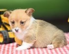 �t��ata Pembroke Welsh Corgi na prodej.