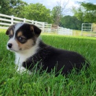 �t��ata Pembroke Welsh Corgi na prodej.