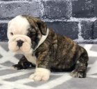 anglick� buldok �t��ata na prodej