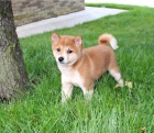 Super rozko�n� �t��ata Shiba Inu.