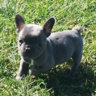 ZDRAV� a O�KOVAN� modr� francouzsk� buldok �t��ata