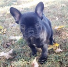 ZDRAV� a O�KOVAN� �ern� francouzsk� buldo�ek �t��ata