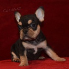 francouzsk� buldok �t��ata