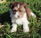 Havanese �t��ata na prodej.