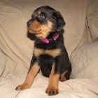 �t��ata rotvajler� na prodej